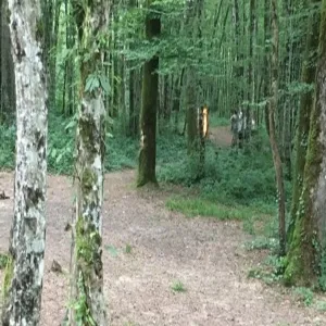 Foto de Forêt de Chailluz
