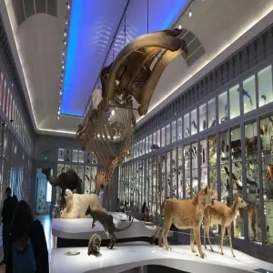 Foto de Museum de Bordeaux