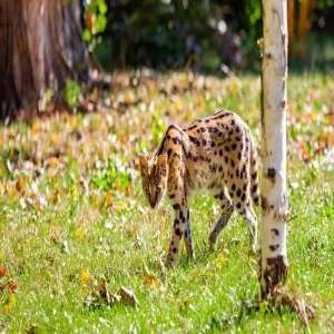 Foto de Zoo d
