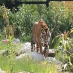 Foto 3 Zoo d'Amiens